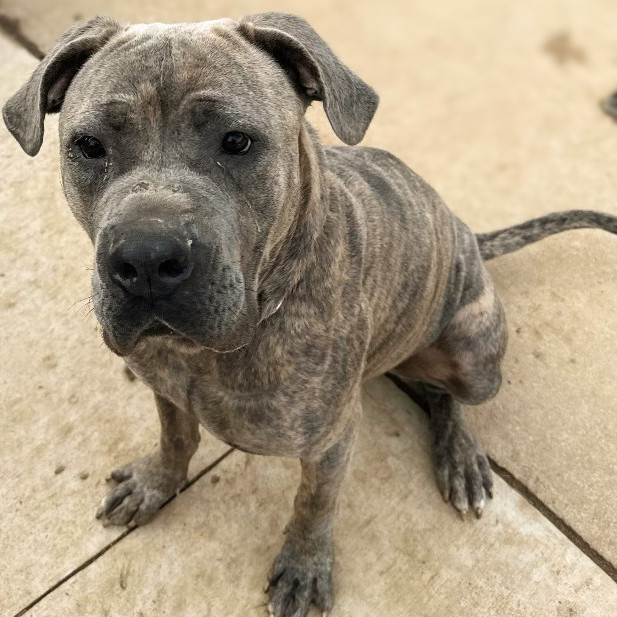 Sophia (Champagne)
