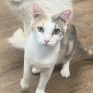 Dahlia, Adult Female Domestic Short Hair