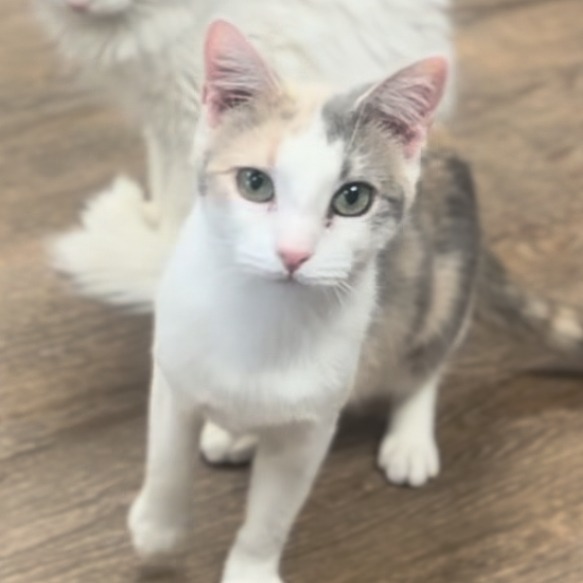 Dahlia, an adoptable Domestic Short Hair in Midland, TX, 79701 | Photo Image 1