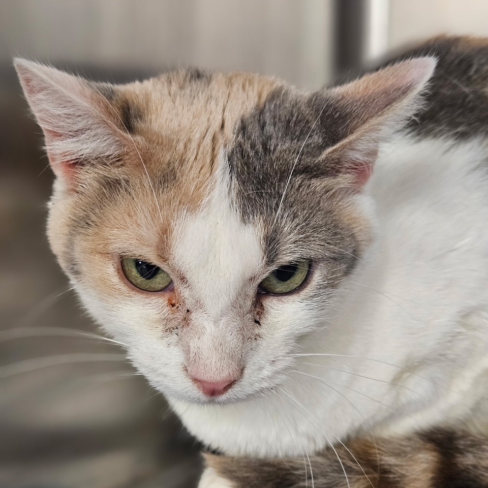 Dahlia, an adoptable Domestic Short Hair in Midland, TX, 79701 | Photo Image 2