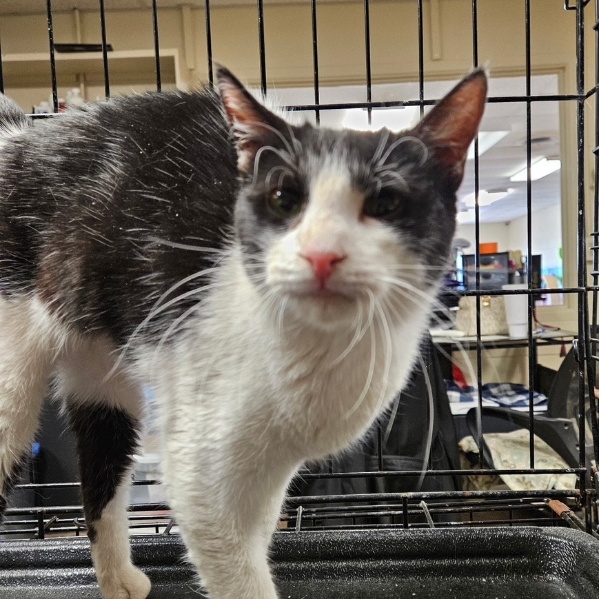 Mouse, an adoptable Domestic Short Hair in Midland, TX, 79701 | Photo Image 2