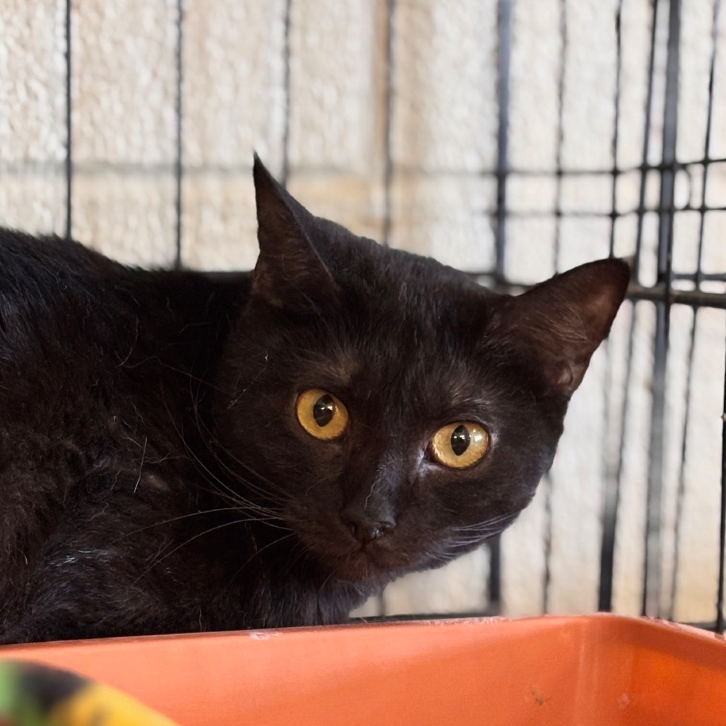 Petunia, an adoptable Domestic Short Hair in Midland, TX, 79701 | Photo Image 1