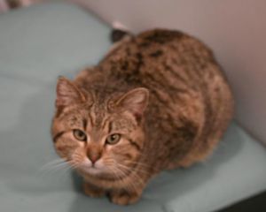 Prince, Adult Male Domestic Short Hair