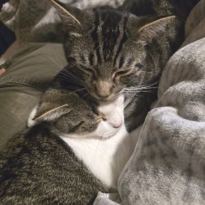 Sushi (bonded w/ Ramen), Young Male Domestic Short Hair