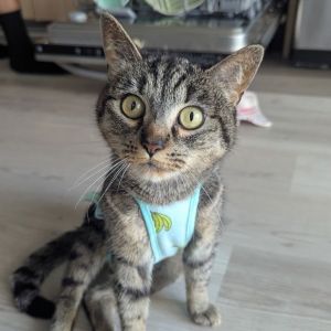 Hi there My name is Mitchu and Im on the lookout for my forever family Life 