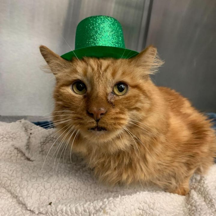 Garfield 1