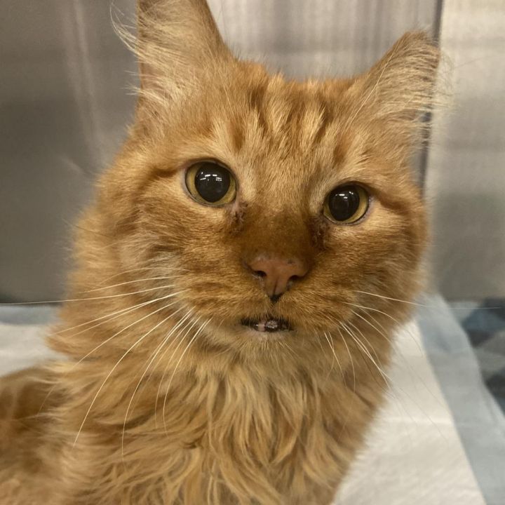 Garfield 2