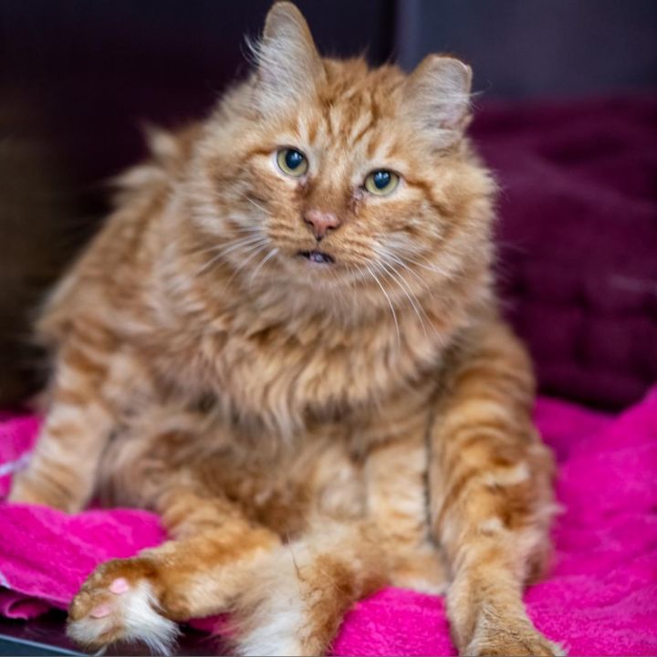 Garfield 3