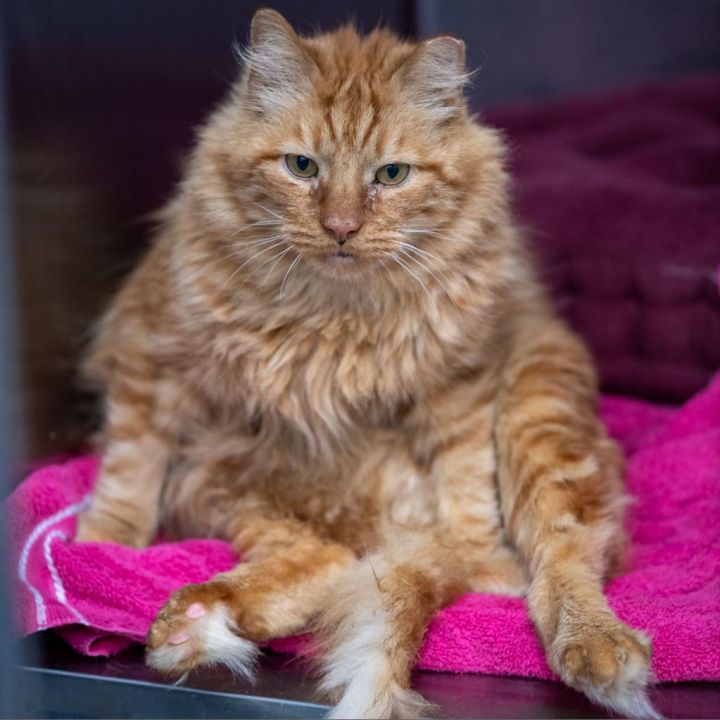 Garfield 4