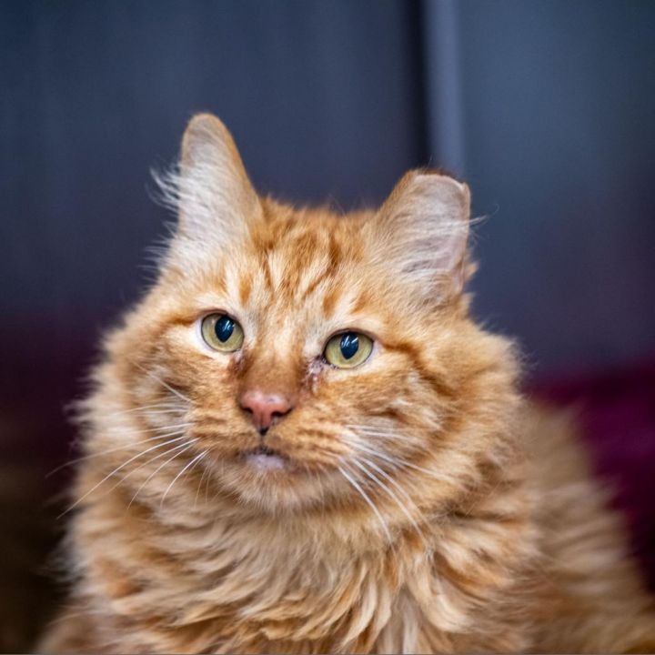 Garfield 5