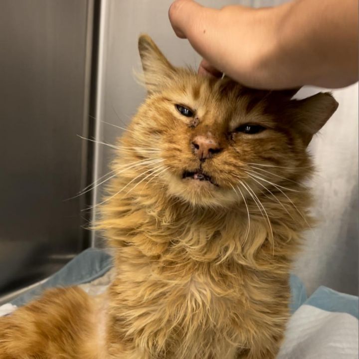 Garfield 6