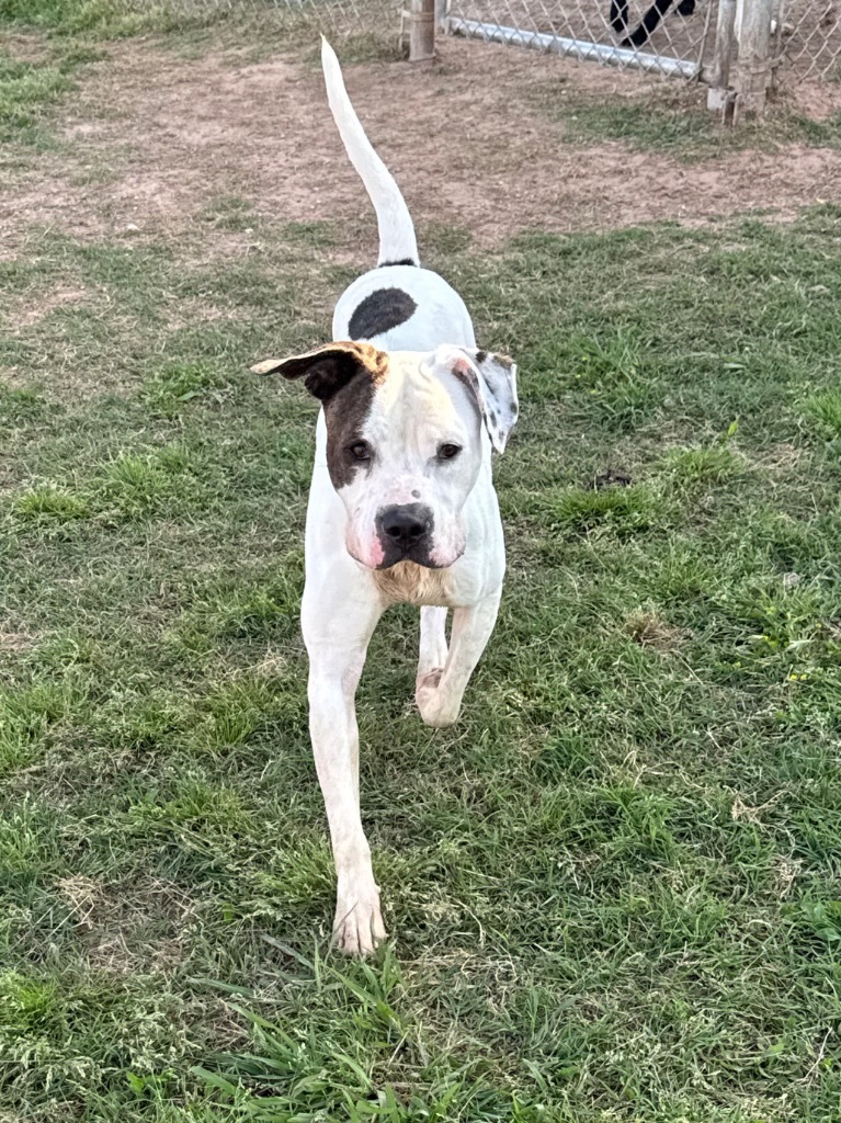 Bolt