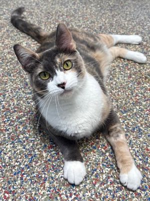 Rosaline, Adult Female unknown