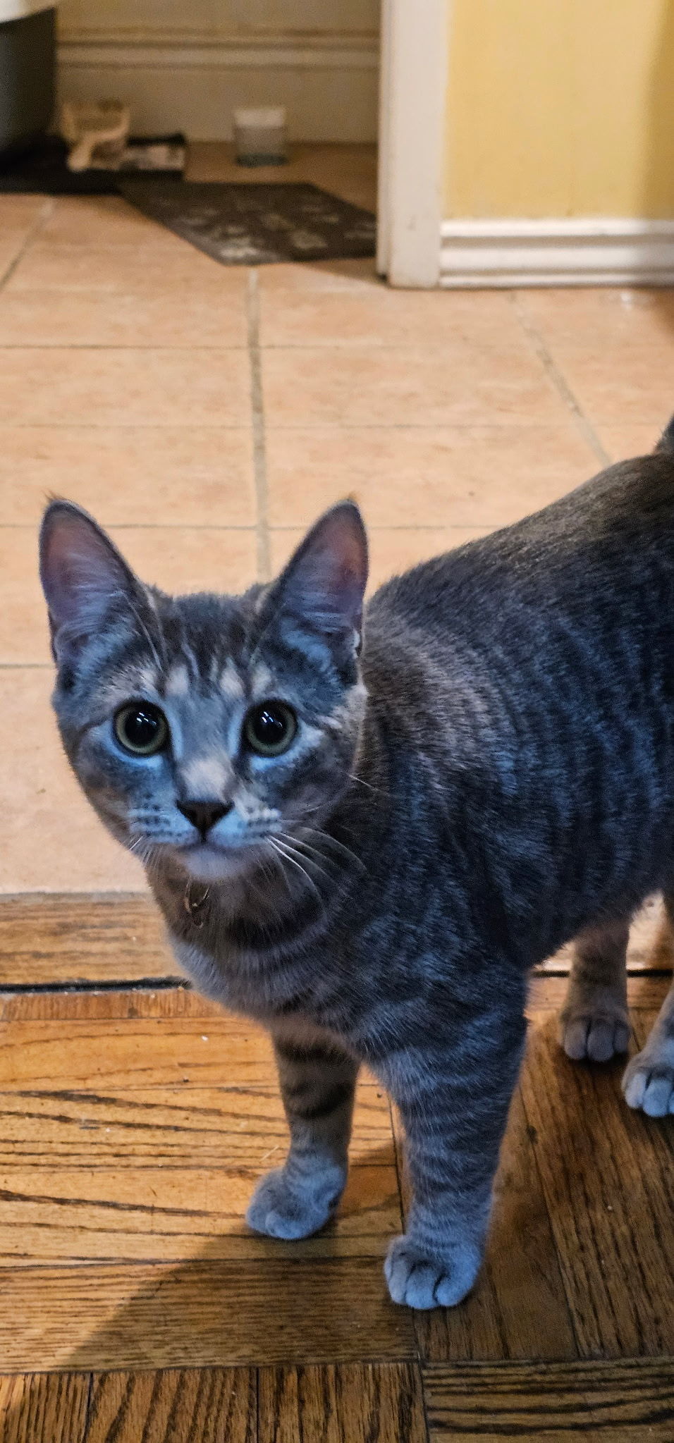 Beatrix, an adoptable Domestic Short Hair in Twin Falls, ID, 83301 | Photo Image 1