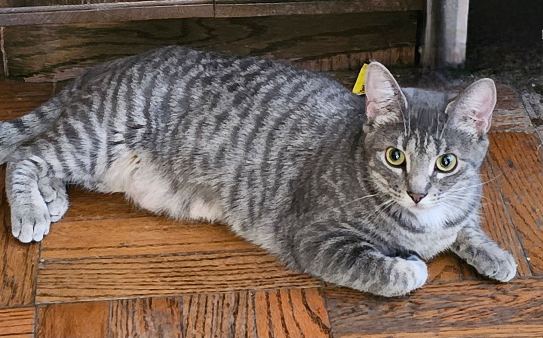 Beatrix, an adoptable Domestic Short Hair in Twin Falls, ID, 83301 | Photo Image 2