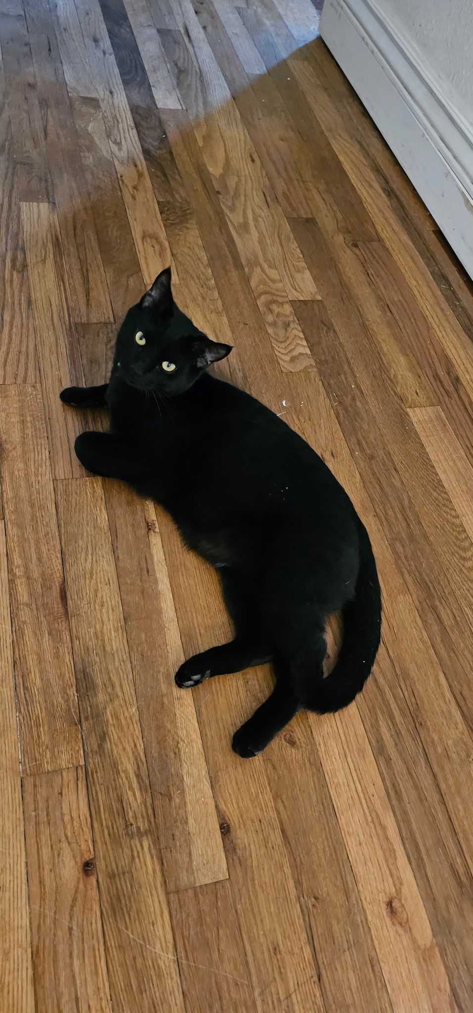 Binx, an adoptable Domestic Short Hair in Twin Falls, ID, 83301 | Photo Image 2