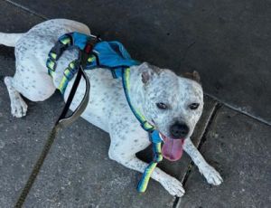 Hi my name is Dotty and I am a 45-pound Pitbull Staffordshire terrier mix made of pure love To th