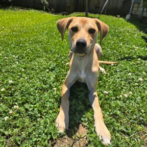 Axel, Young Male Yellow Labrador Retriever