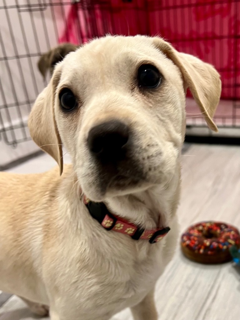 Ana CG - Local Puppy