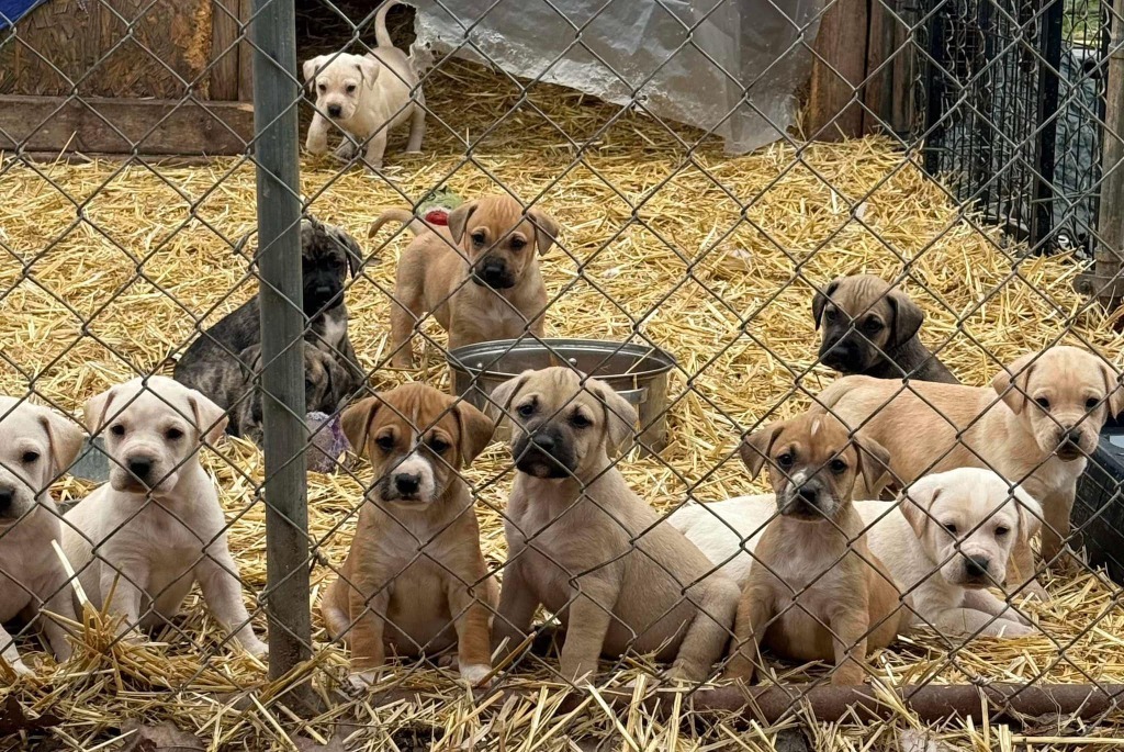 Ana CG - Local Puppy