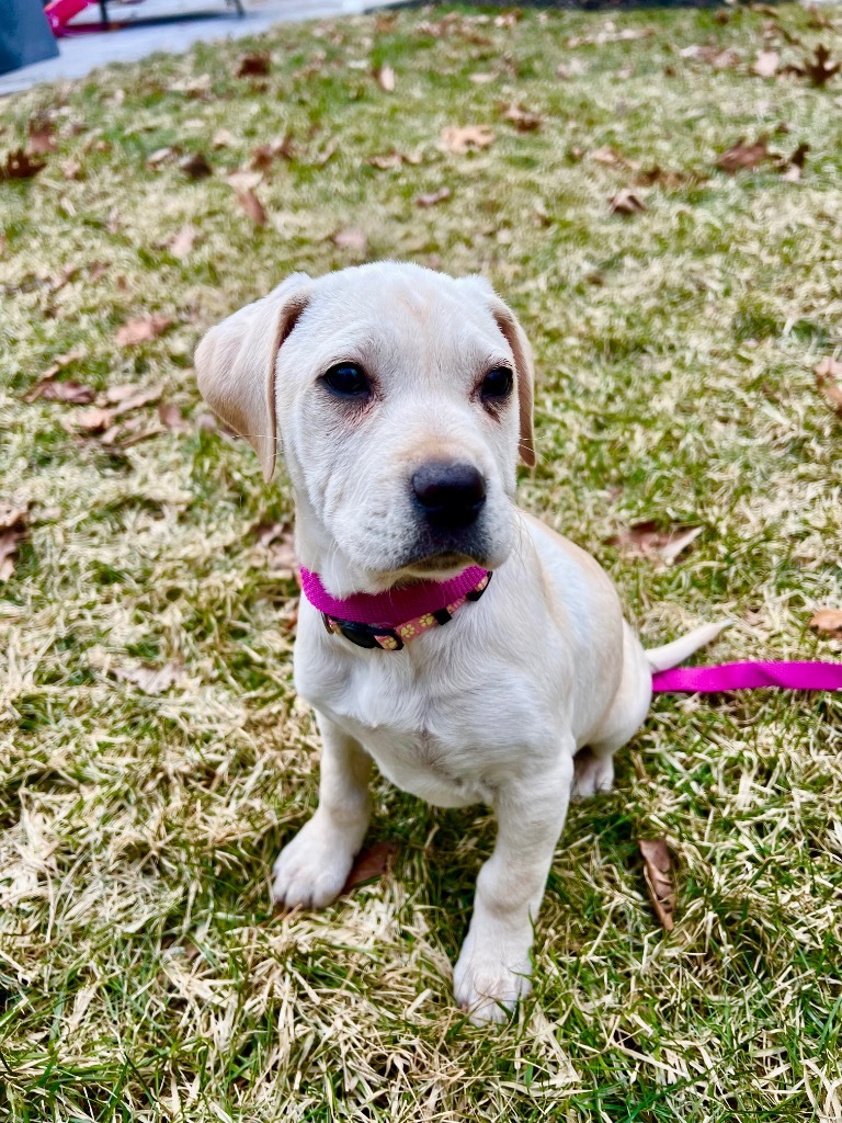 Ana CG - Local Puppy