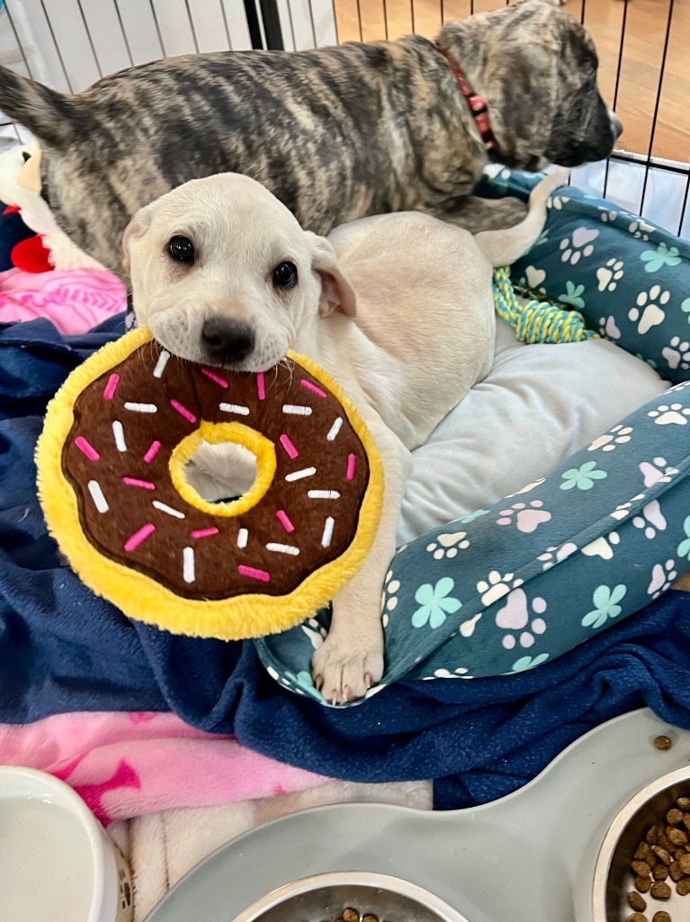 Ana CG - Local Puppy