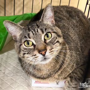 Henrietta, Adult Female Domestic Short Hair
