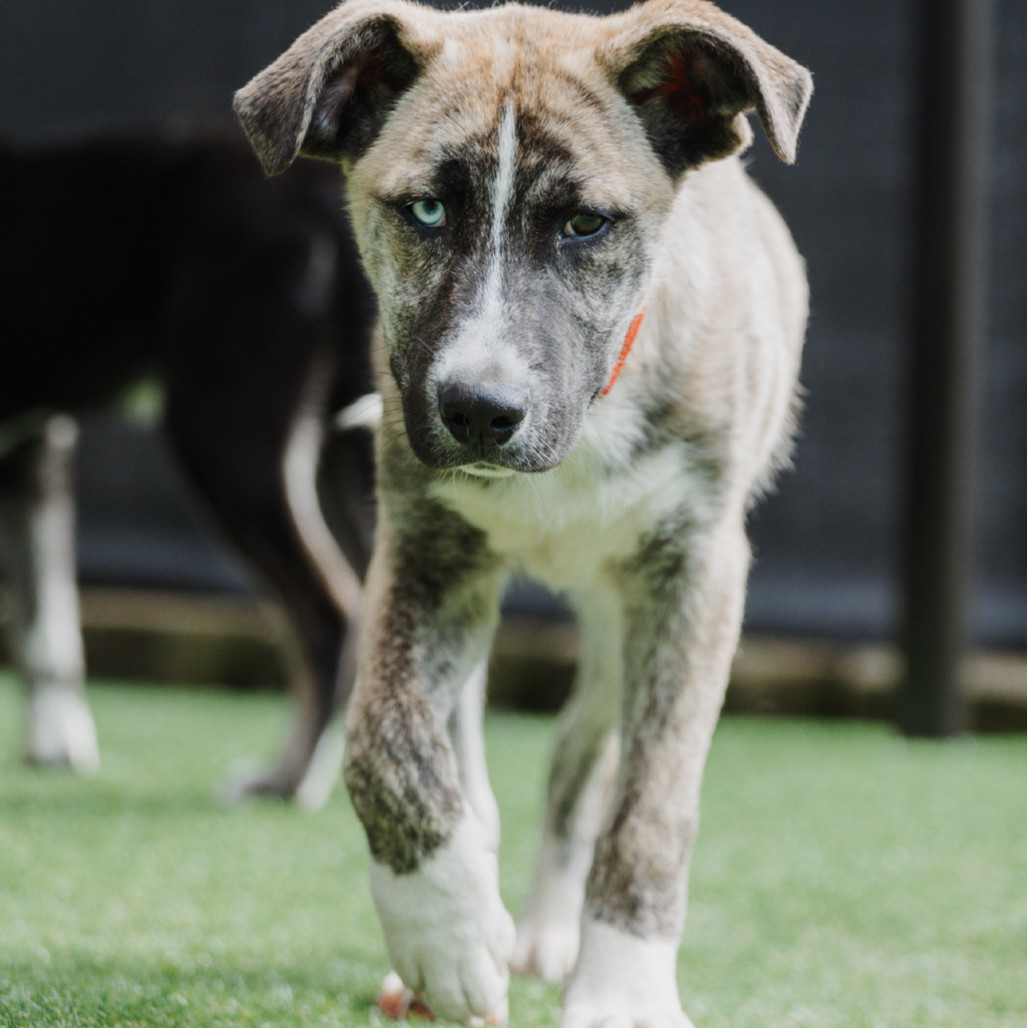 Rake, an adoptable Bullmastiff, Husky in Tacoma, WA, 98402 | Photo Image 1