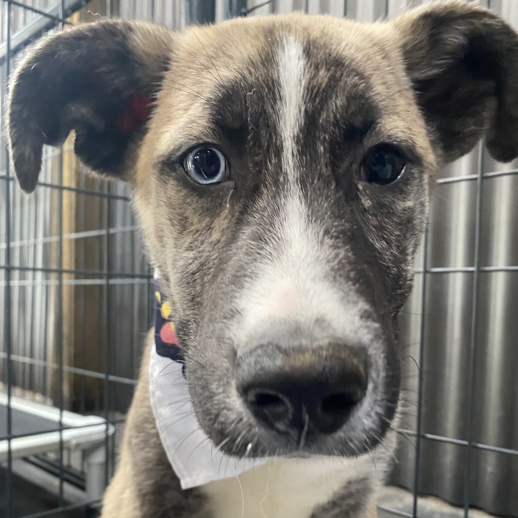 Rake, an adoptable Bullmastiff, Husky in Tacoma, WA, 98402 | Photo Image 2