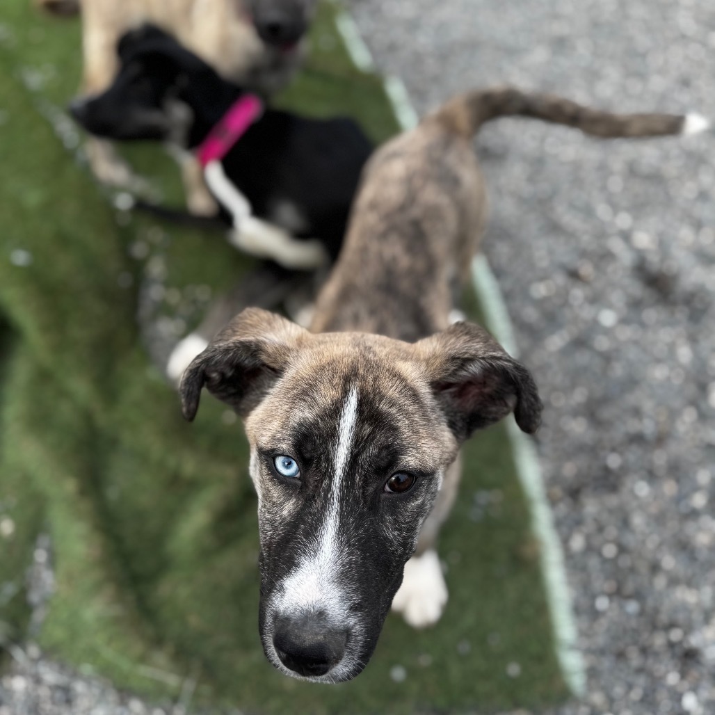 Rake, an adoptable Bullmastiff, Husky in Tacoma, WA, 98402 | Photo Image 3