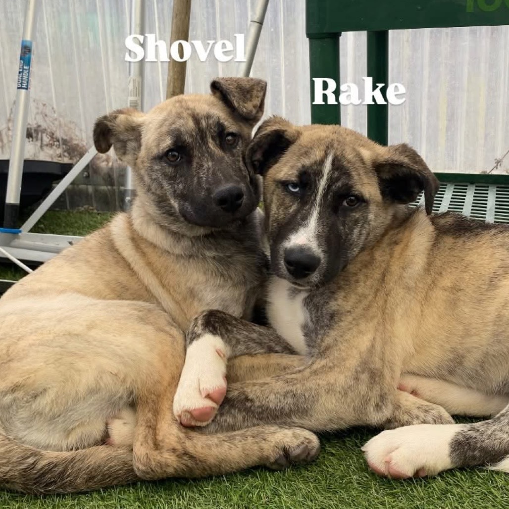 Rake, an adoptable Bullmastiff, Husky in Tacoma, WA, 98402 | Photo Image 4