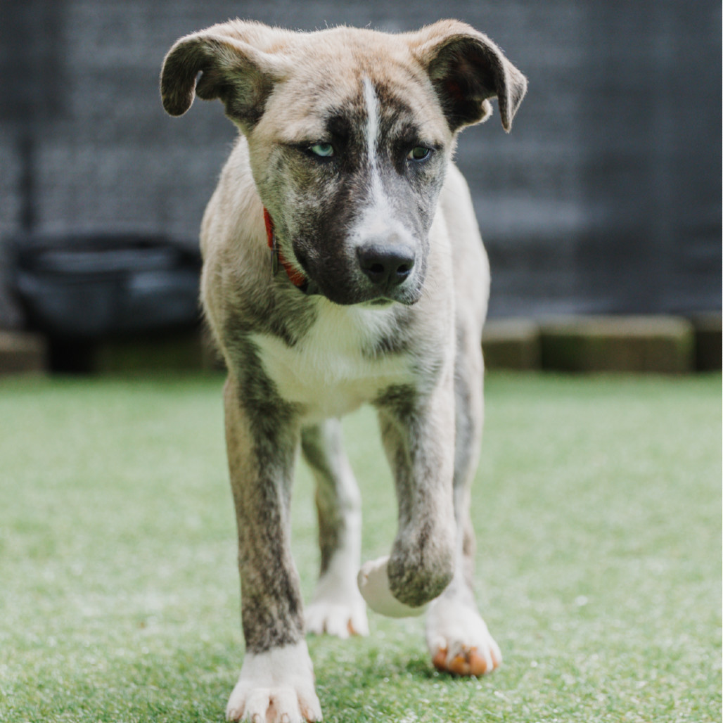 Rake, an adoptable Bullmastiff, Husky in Tacoma, WA, 98402 | Photo Image 5