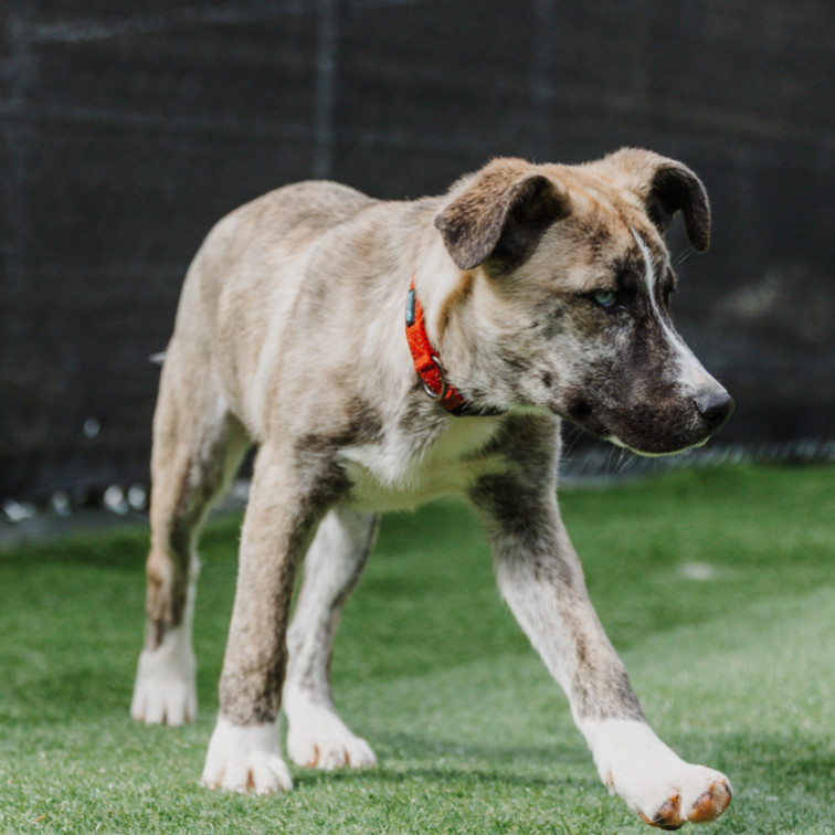 Rake, an adoptable Bullmastiff, Husky in Tacoma, WA, 98402 | Photo Image 6
