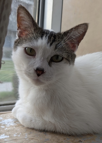 Cat for adoption - Bowlingball, a Domestic Short Hair in San Diego, CA ...