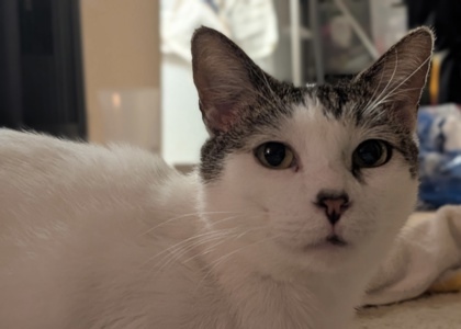 Cat for adoption - Bowlingball, a Domestic Short Hair in San Diego, CA ...