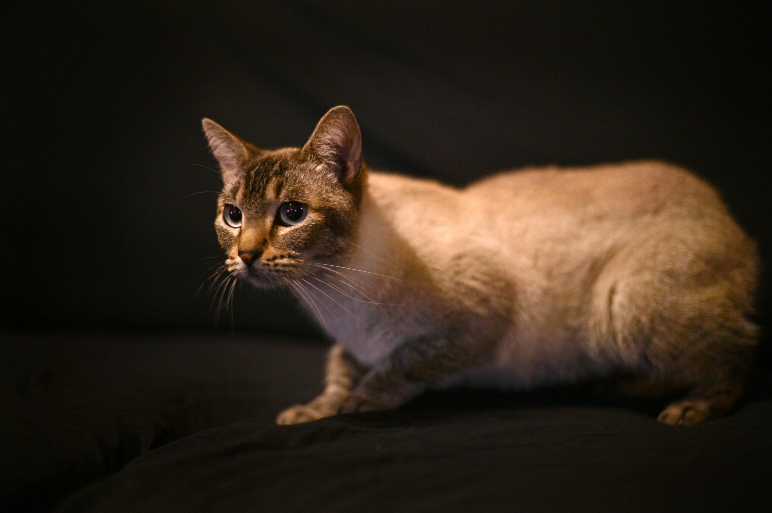 Winter, an adoptable Domestic Short Hair in Sullivan City, TX, 78595 | Photo Image 1