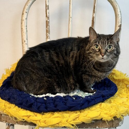 Millie, an adoptable Domestic Short Hair in Dillon, MT, 59725 | Photo Image 2