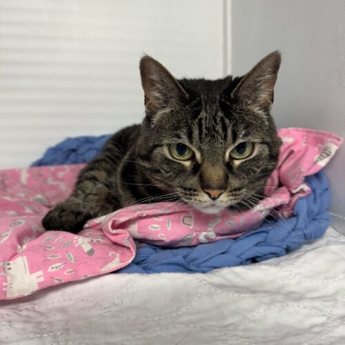 Millie, an adoptable Domestic Short Hair in Dillon, MT, 59725 | Photo Image 3