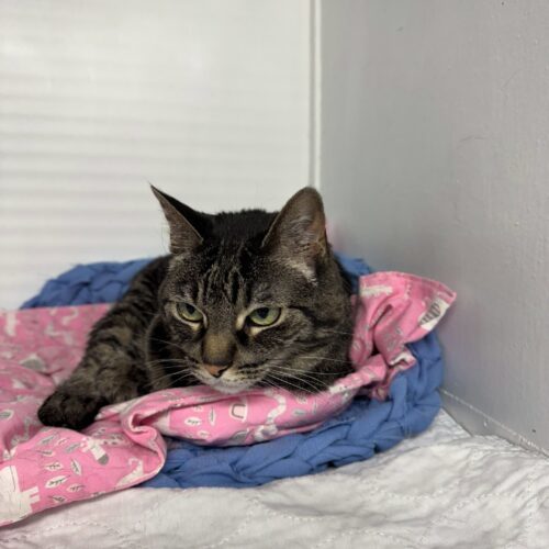 Millie, an adoptable Domestic Short Hair in Dillon, MT, 59725 | Photo Image 4