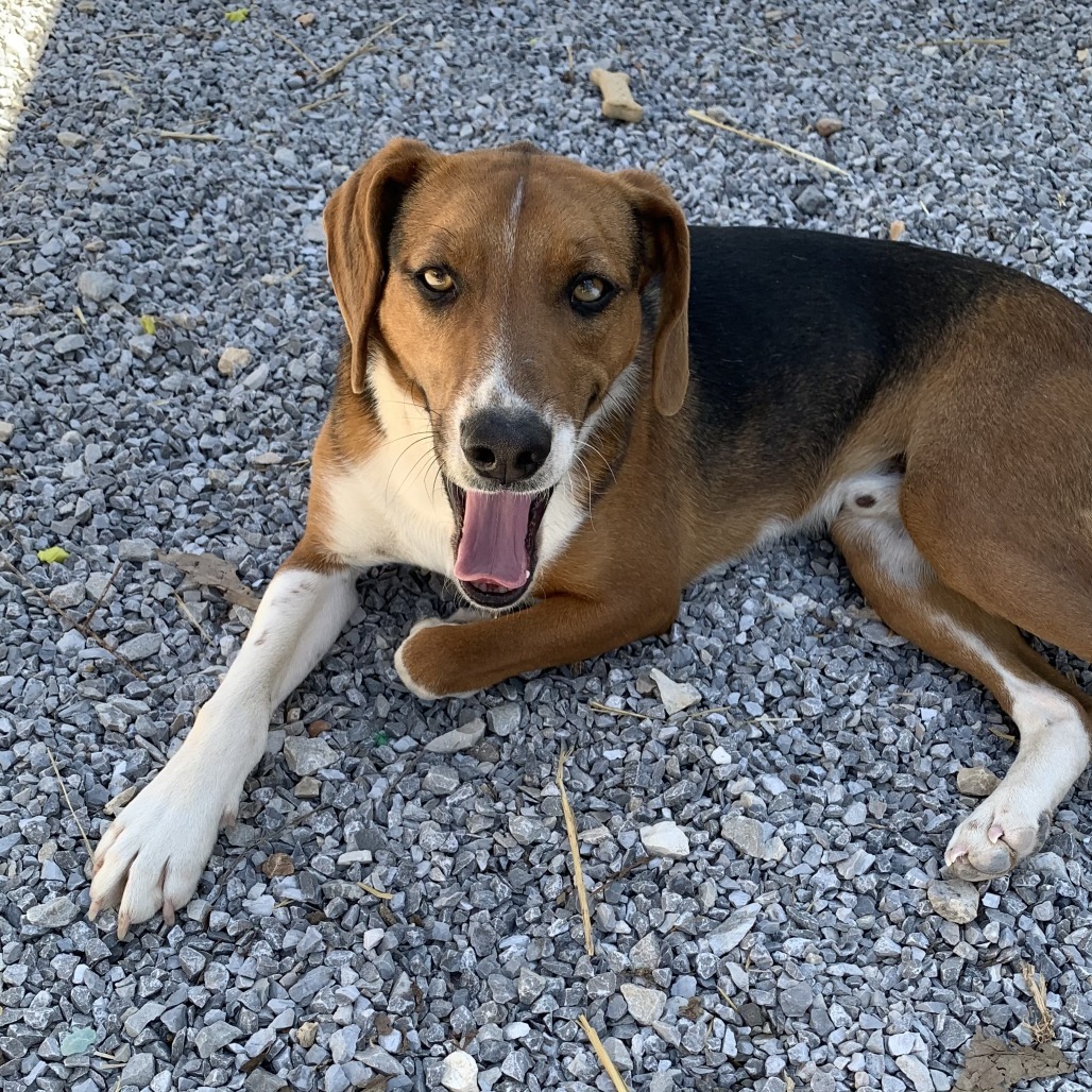 Waffle (Banjo)