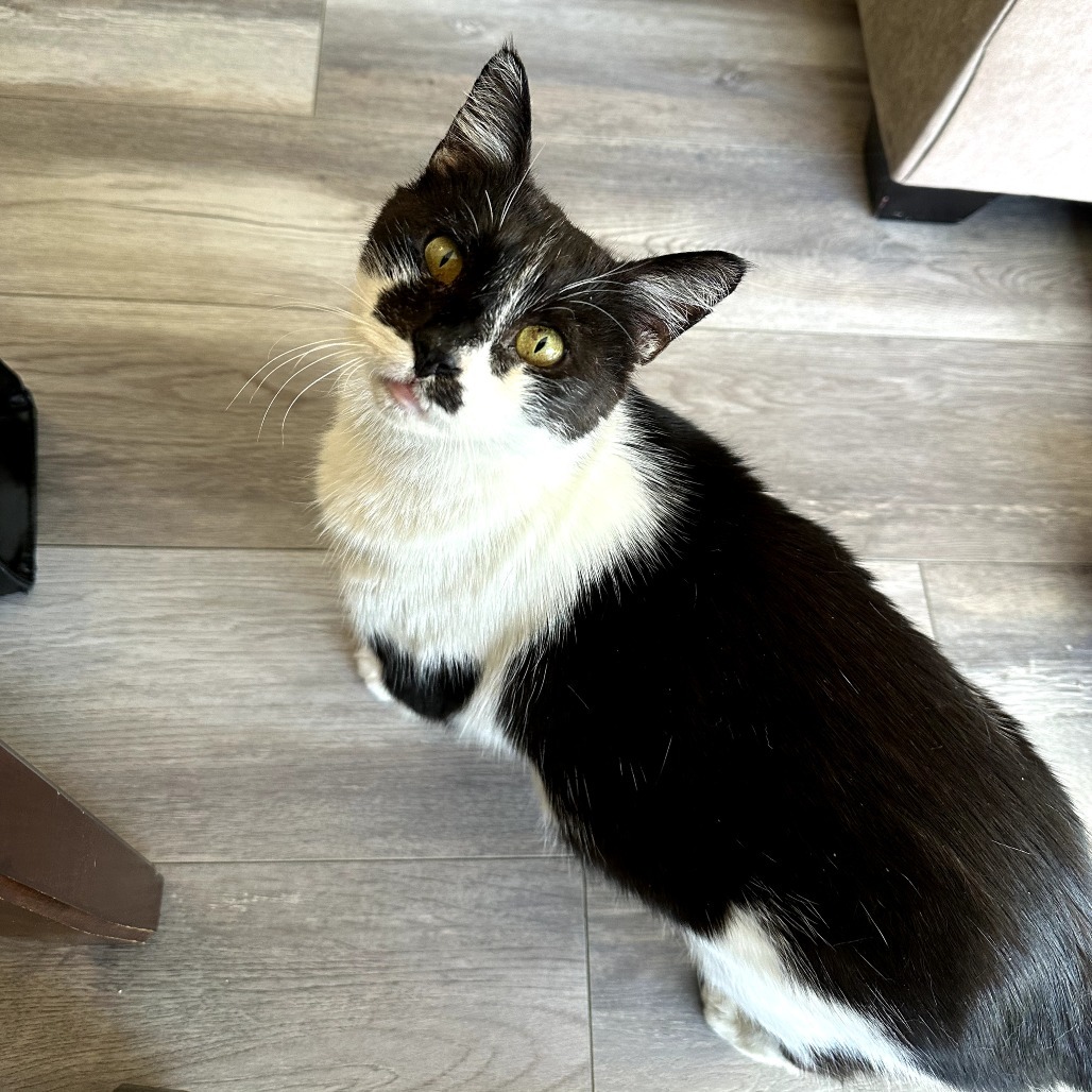 Cowboy, an adoptable Domestic Short Hair, Munchkin in Long Beach, CA, 90803 | Photo Image 1