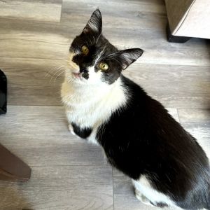 Cowboy, Adult Male Domestic Short Hair