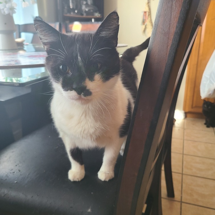 Cowboy, an adoptable Domestic Short Hair, Munchkin in Long Beach, CA, 90803 | Photo Image 2