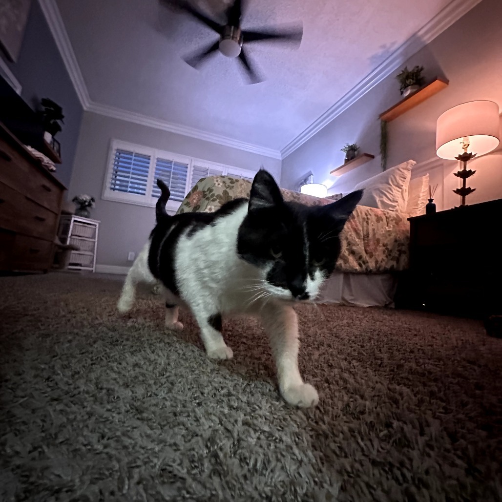 Cowboy, an adoptable Domestic Short Hair, Munchkin in Long Beach, CA, 90803 | Photo Image 3