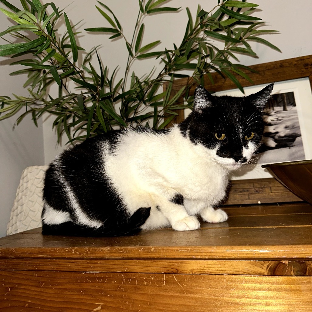 Cowboy, an adoptable Domestic Short Hair, Munchkin in Long Beach, CA, 90803 | Photo Image 4