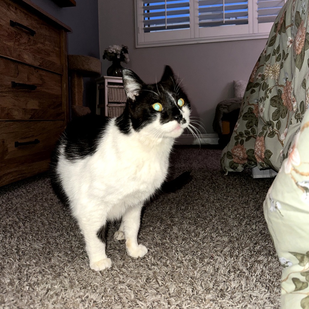 Cowboy, an adoptable Domestic Short Hair, Munchkin in Long Beach, CA, 90803 | Photo Image 5