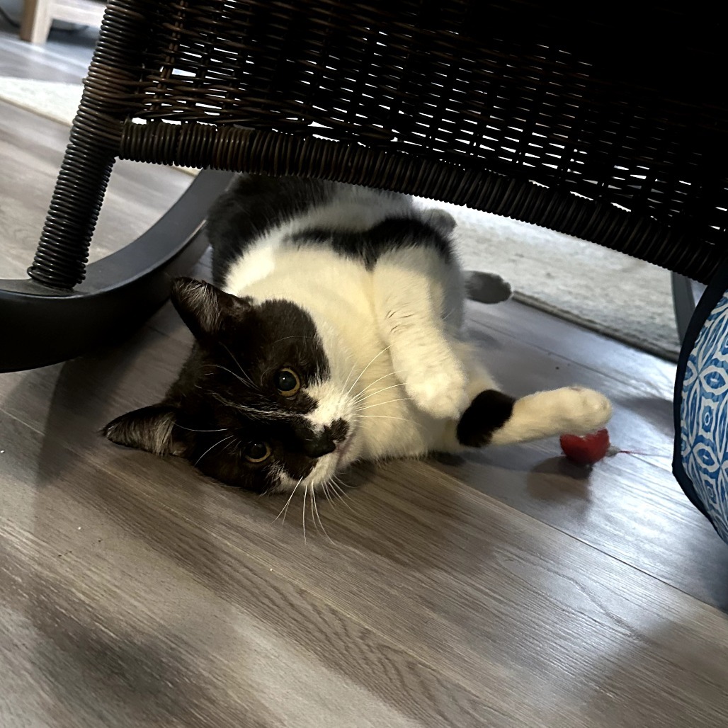 Cowboy, an adoptable Domestic Short Hair, Munchkin in Long Beach, CA, 90803 | Photo Image 6