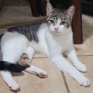 Panda Domestic Short Hair Cat