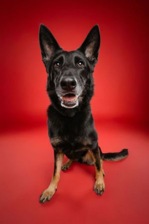 Chella, Adult Female Shepherd
