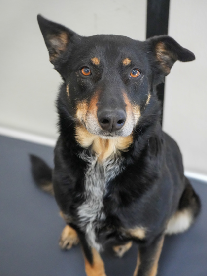 Max (Bonded to Luna)